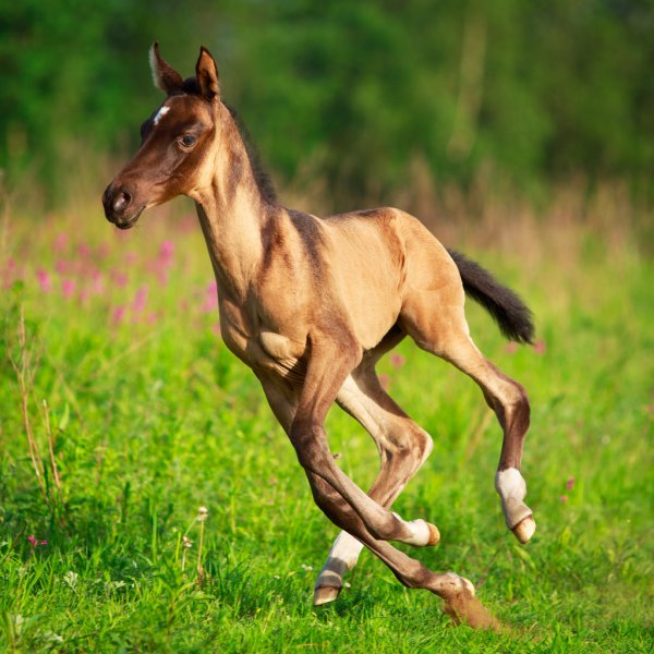 Miniature Horse