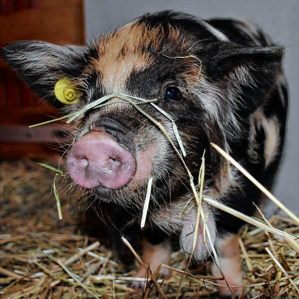 Kune Kune Pig