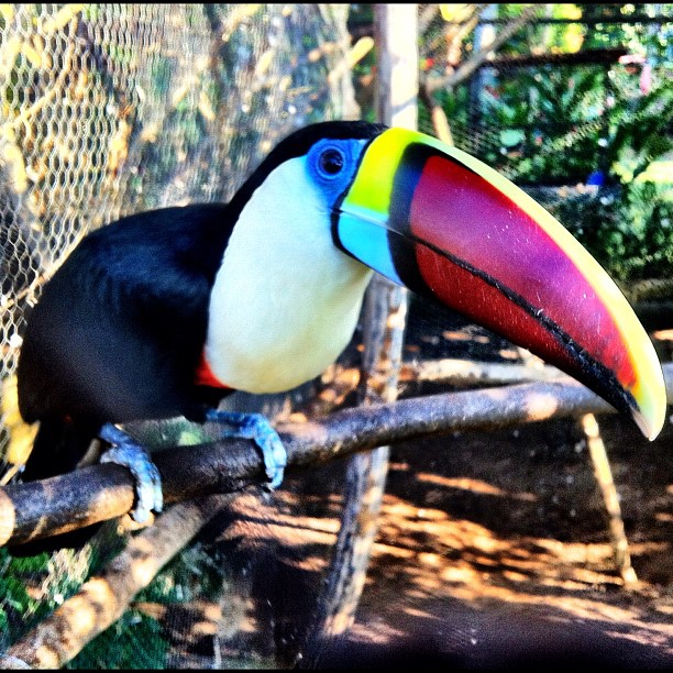 Red Billed Toucan