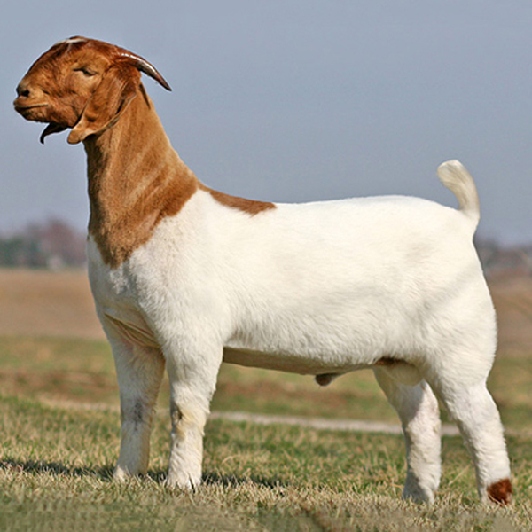 Boer Goat