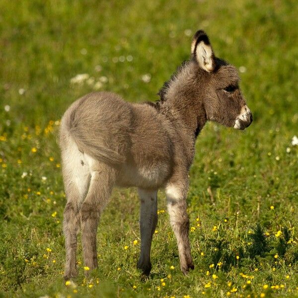 Miniature Donkey