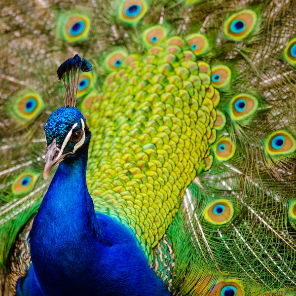 Peacock