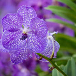 blue vanda orchid flower